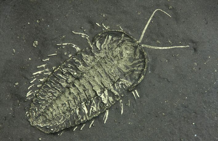 Pyritized Triarthrus Trilobite With Appendages - New York #240671